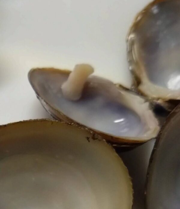 【しじみにも…ちゃんとあるんです】