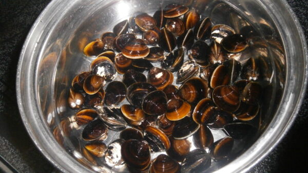 時間やスキルが無くても大丈夫！ 宍道湖しじみで栄養満点！